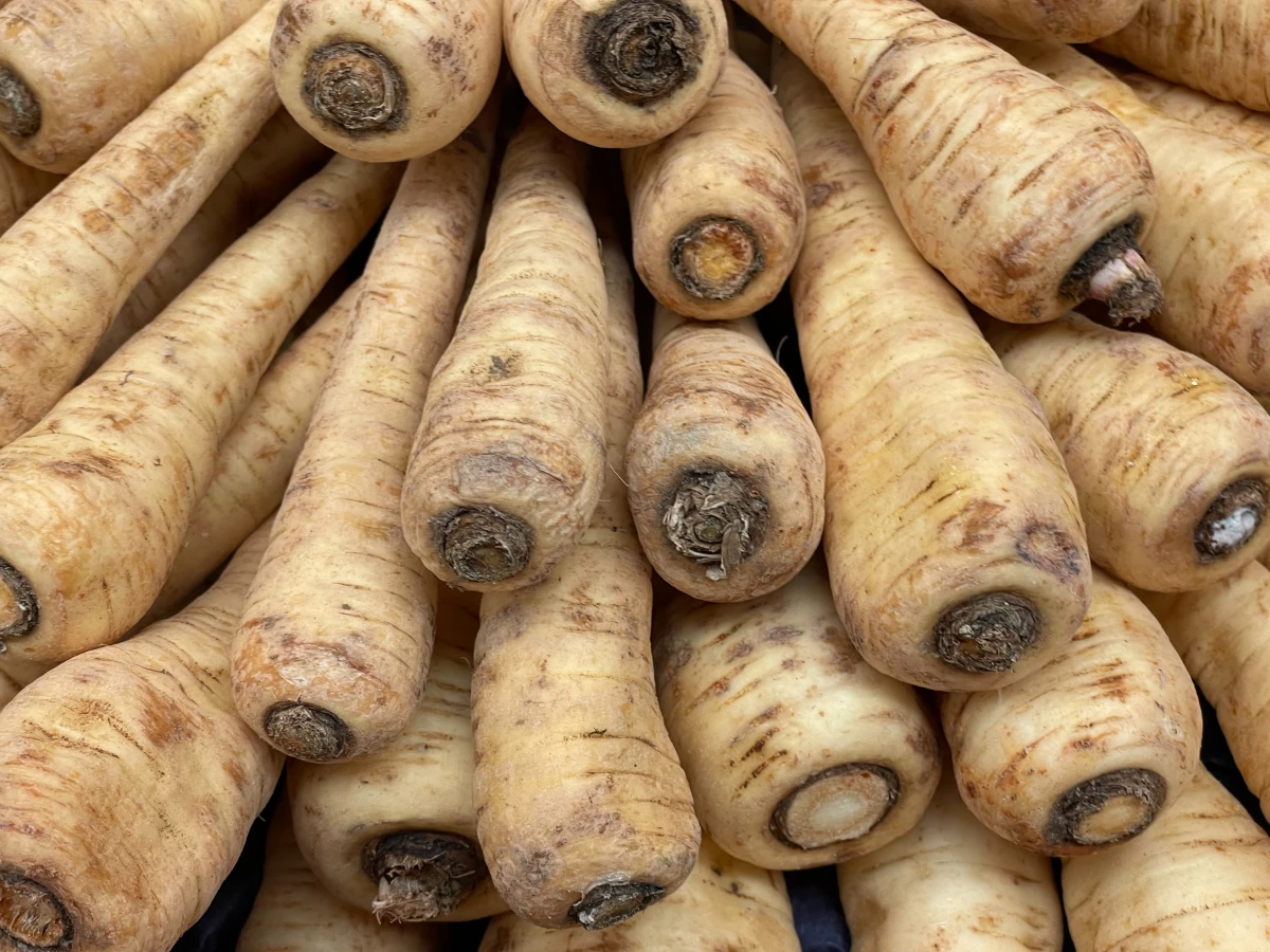 harvested parsnips on top of each other