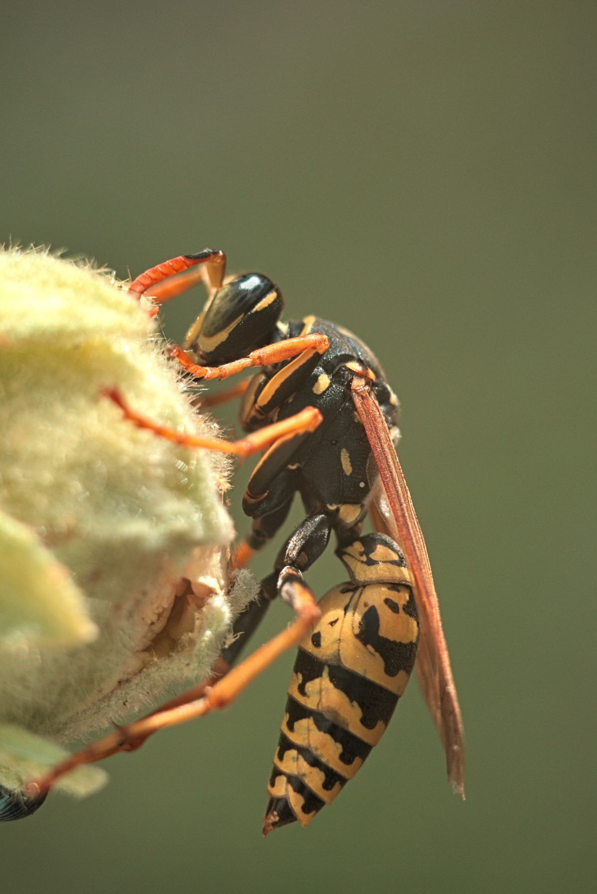 how do you treat bee and wasp stings