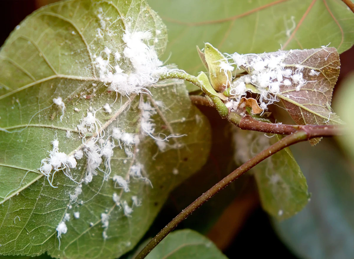 how to get rid of mealybugs white mealybugs under leaf