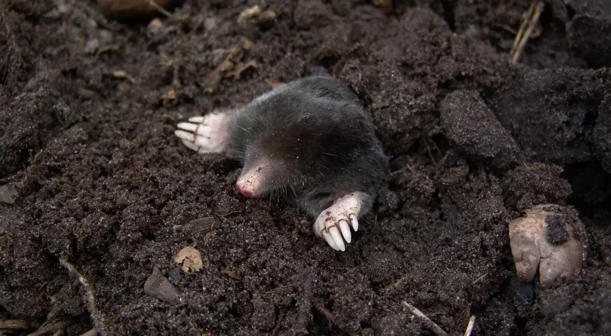 how to get rid of moles brown mole poking through the ground