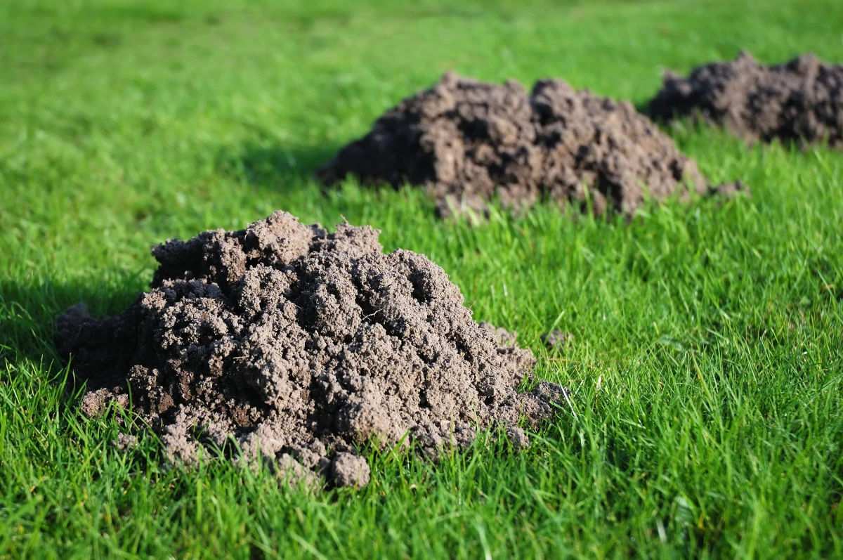 how to get rid of moles in your yard mole holes all over garden