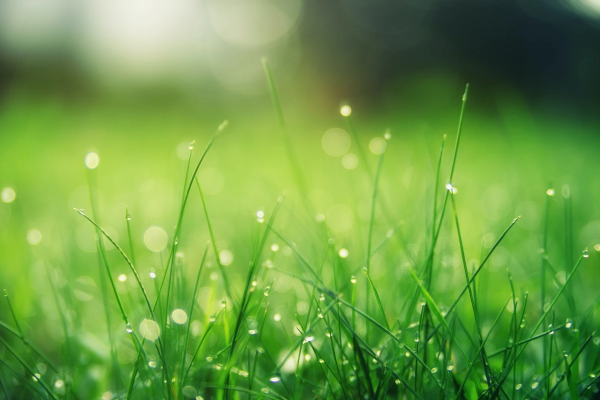 how to mow the lawn grass with wet droplets