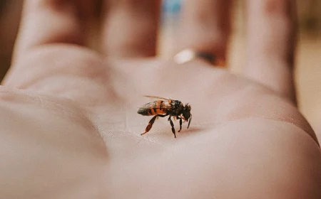 how to relieve bee and wasp sting