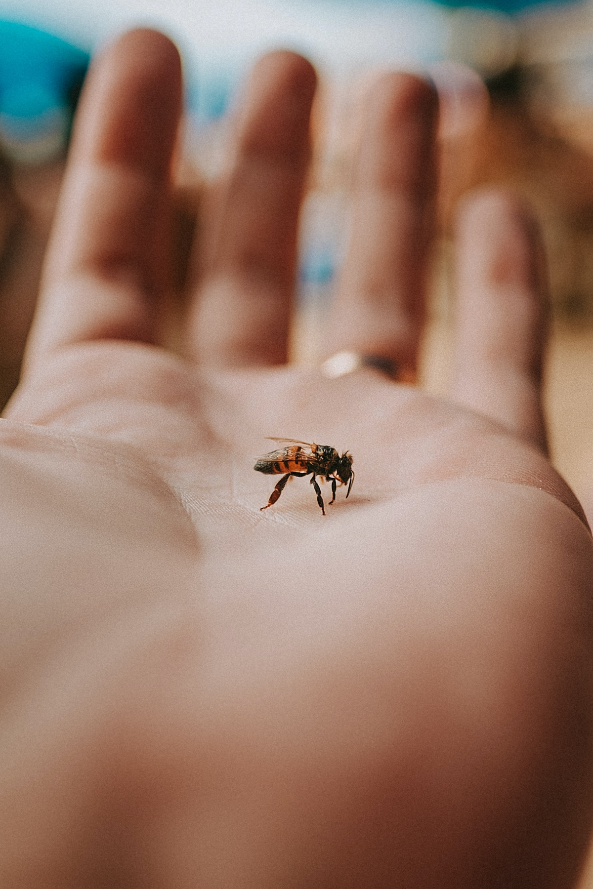 how to relieve bee and wasp sting