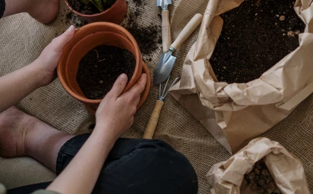 how to repot a plant person repotting a plant