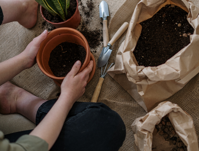 How To Repot A Plant Without Killing It 5 Easy Steps