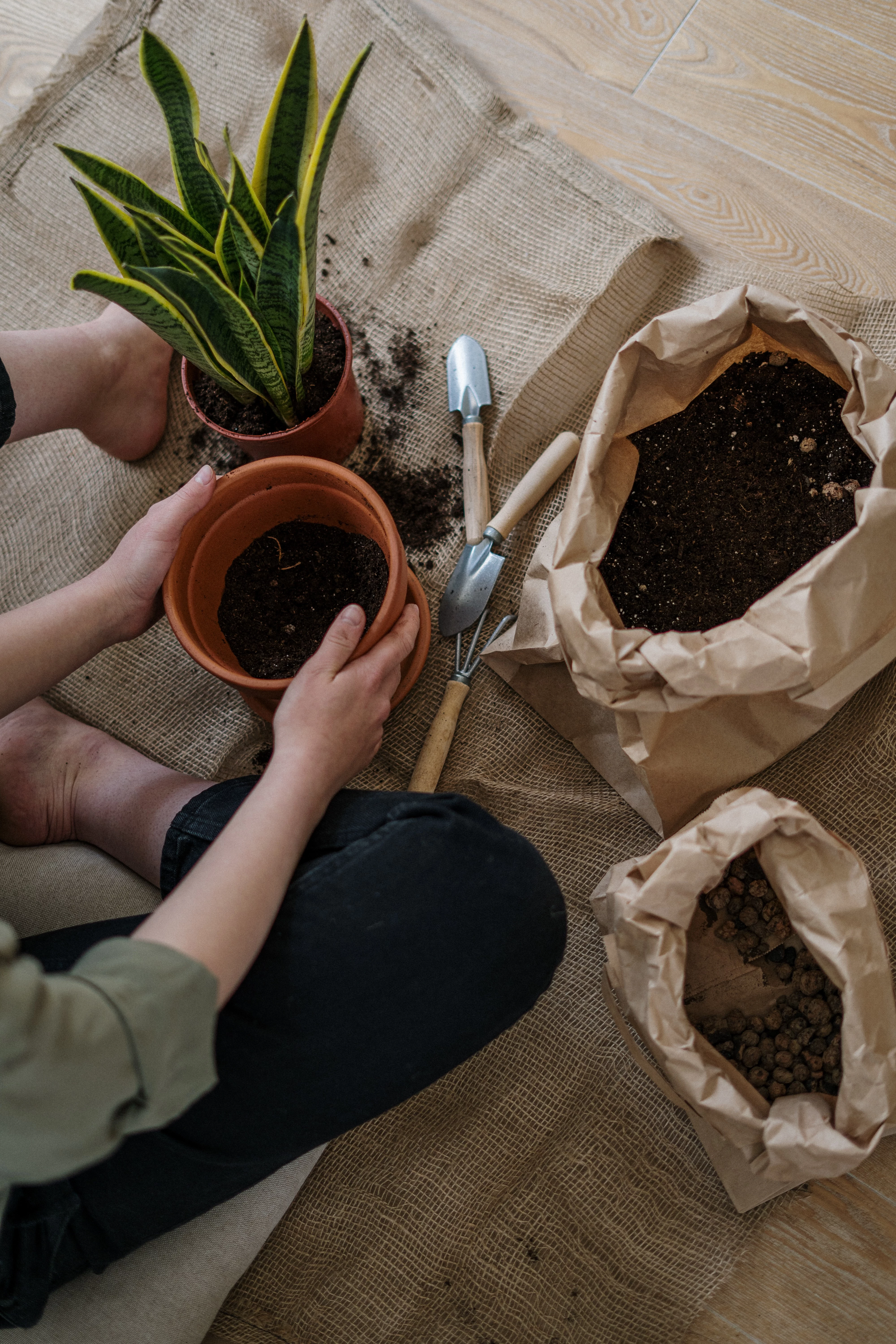 how to repot a plant person repotting a plant