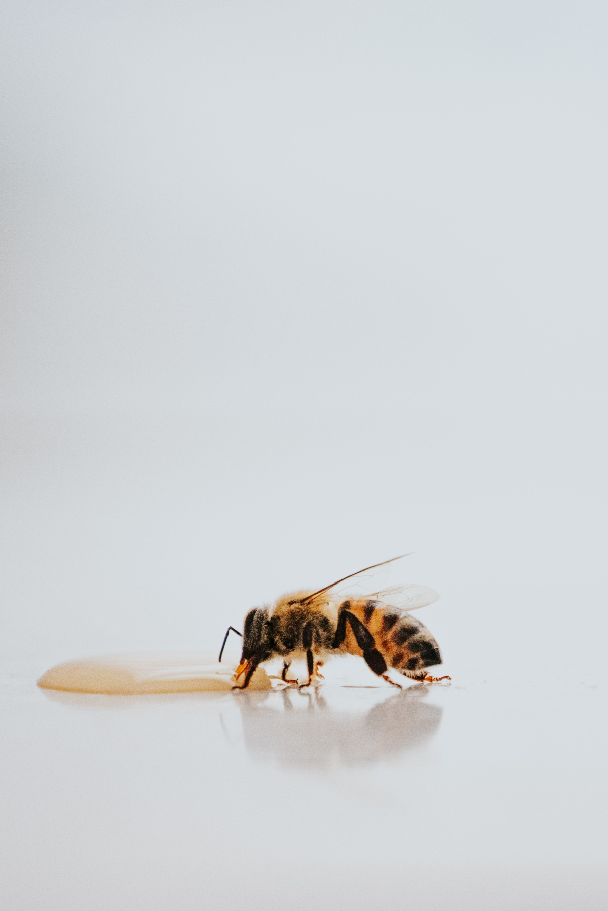 how to treat bee wasp sting