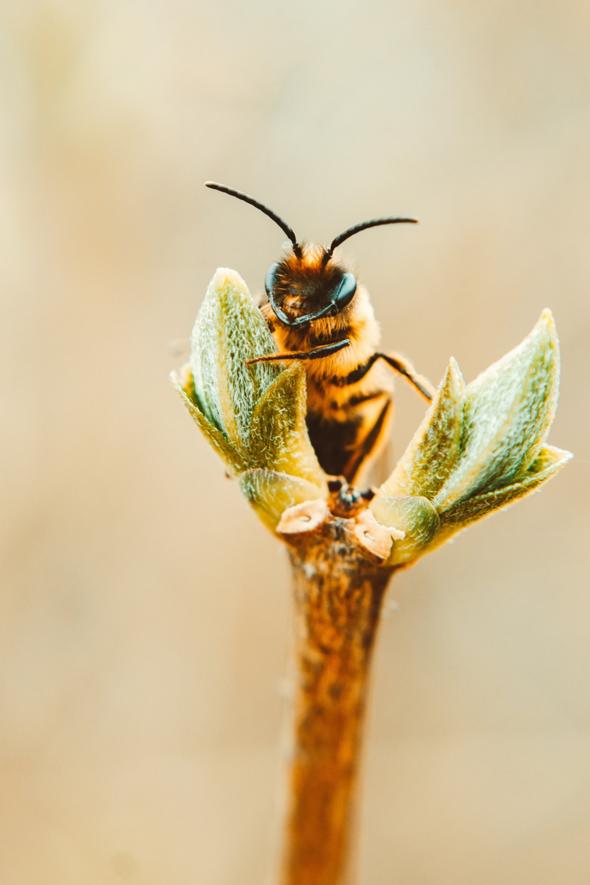 how to treat bee:wasp stings