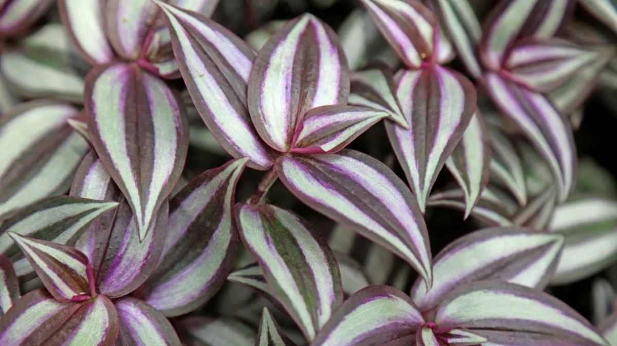 inchplant with green purple and silver leaves