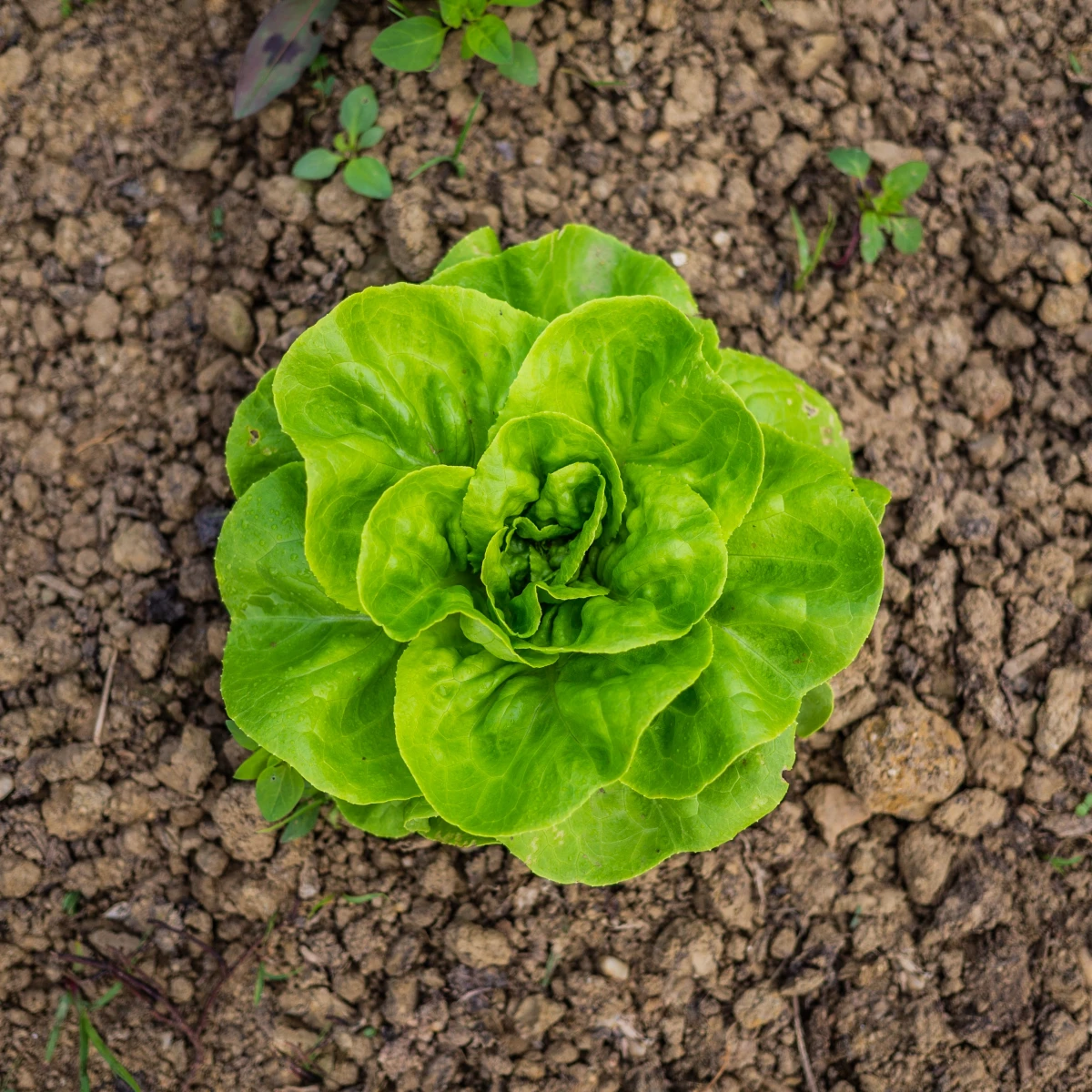 lettuce growing from the ground