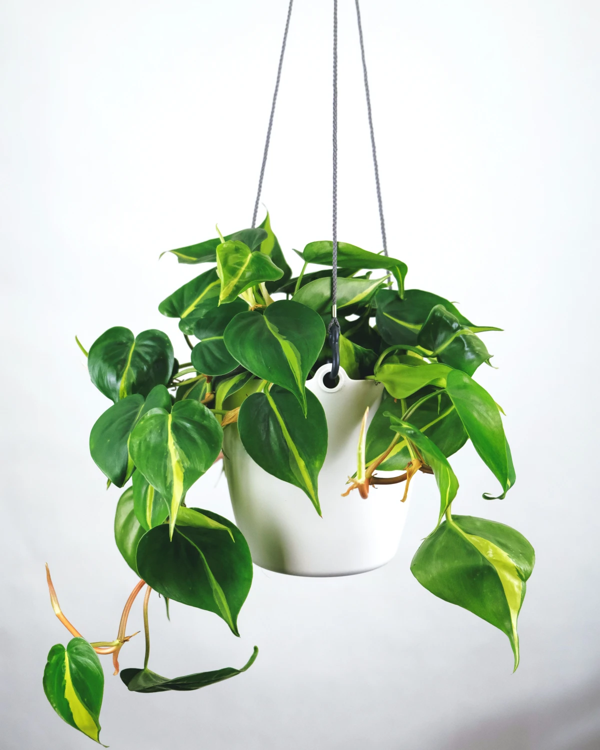 low light indoor plants philodendron plant hanging in white pot