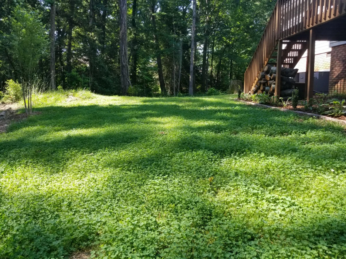 microclover lawn in home
