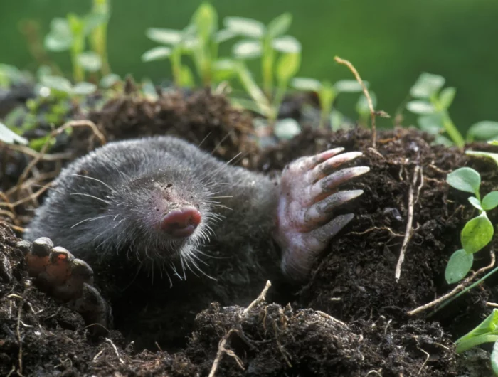 mole poking out of the ground