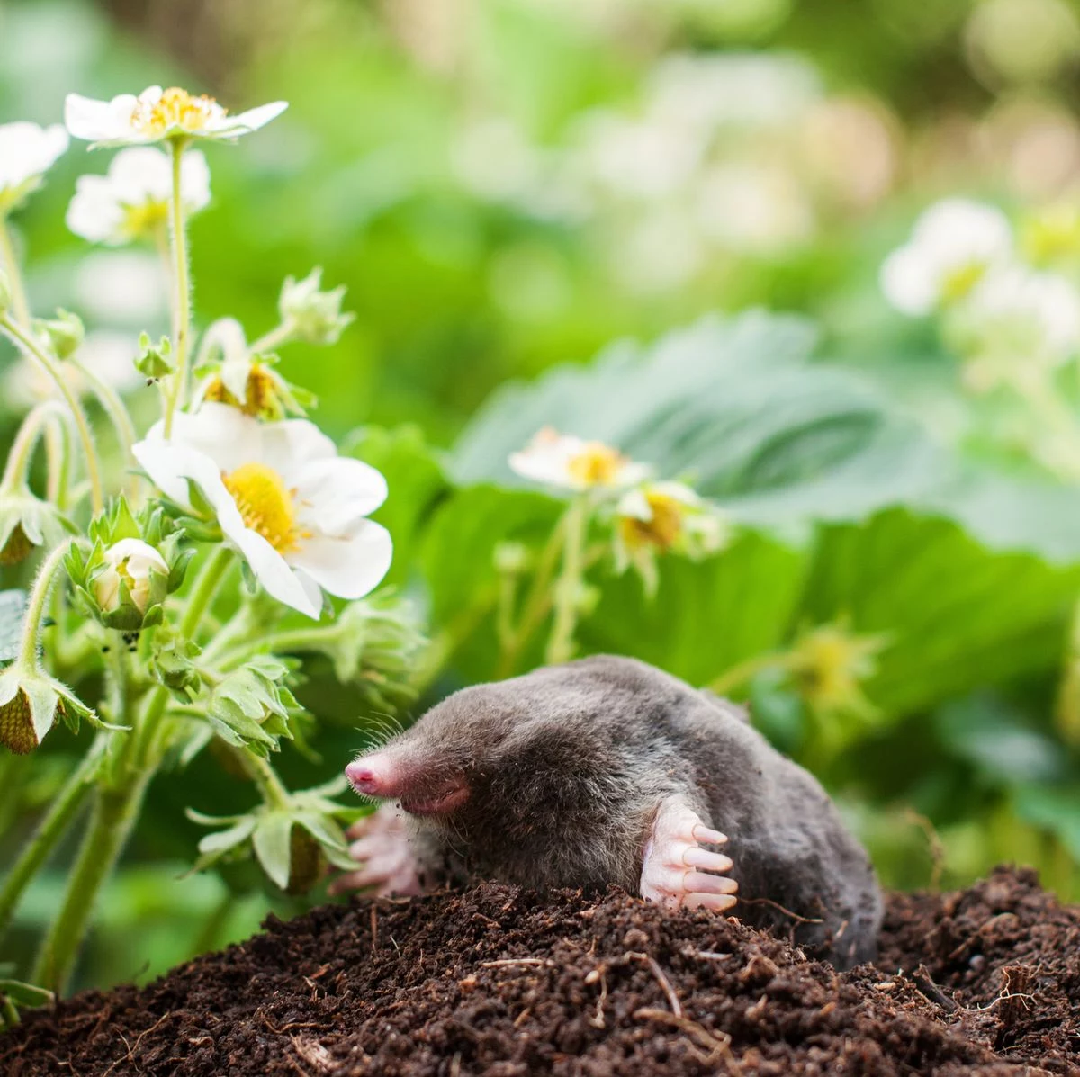 mole poking out of the ground near strawberry plant