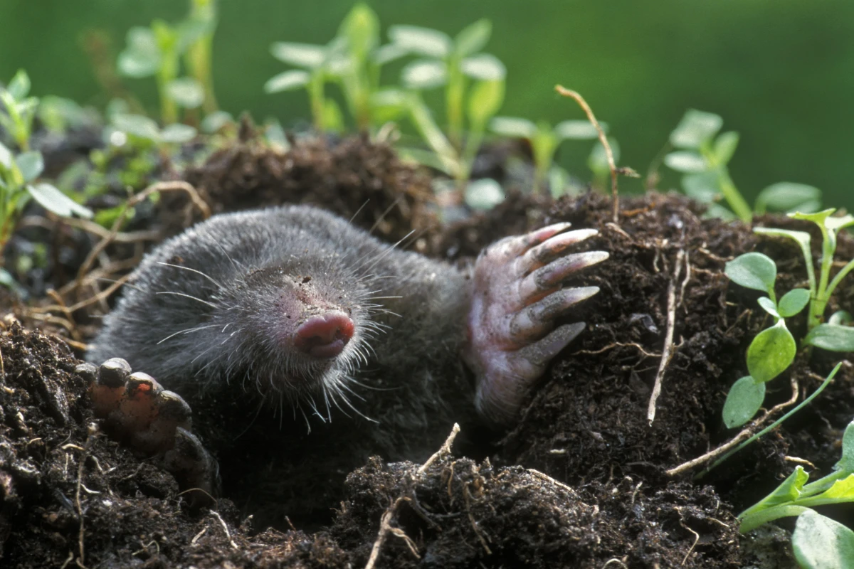 mole poking out of the ground