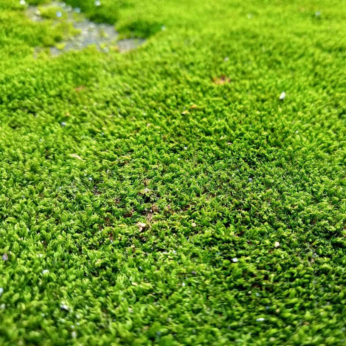 moss in my lawn