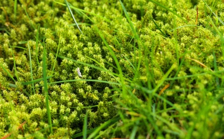 moss in your lawn