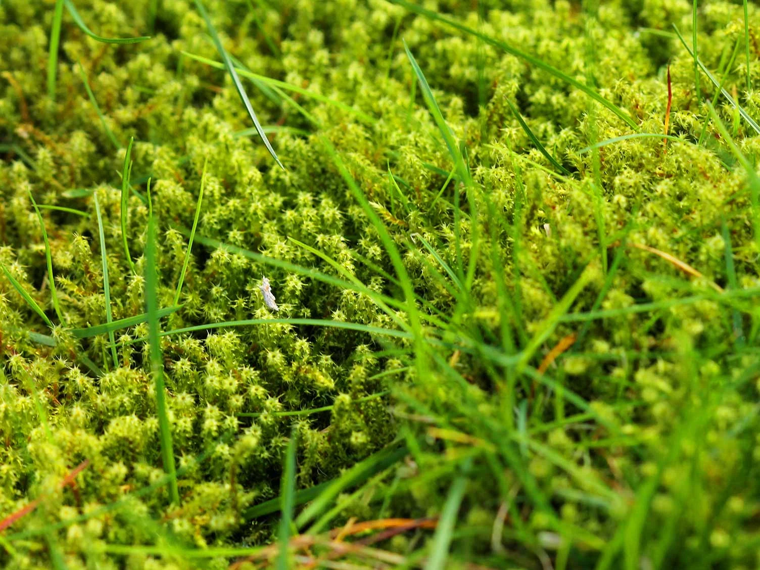moss in your lawn