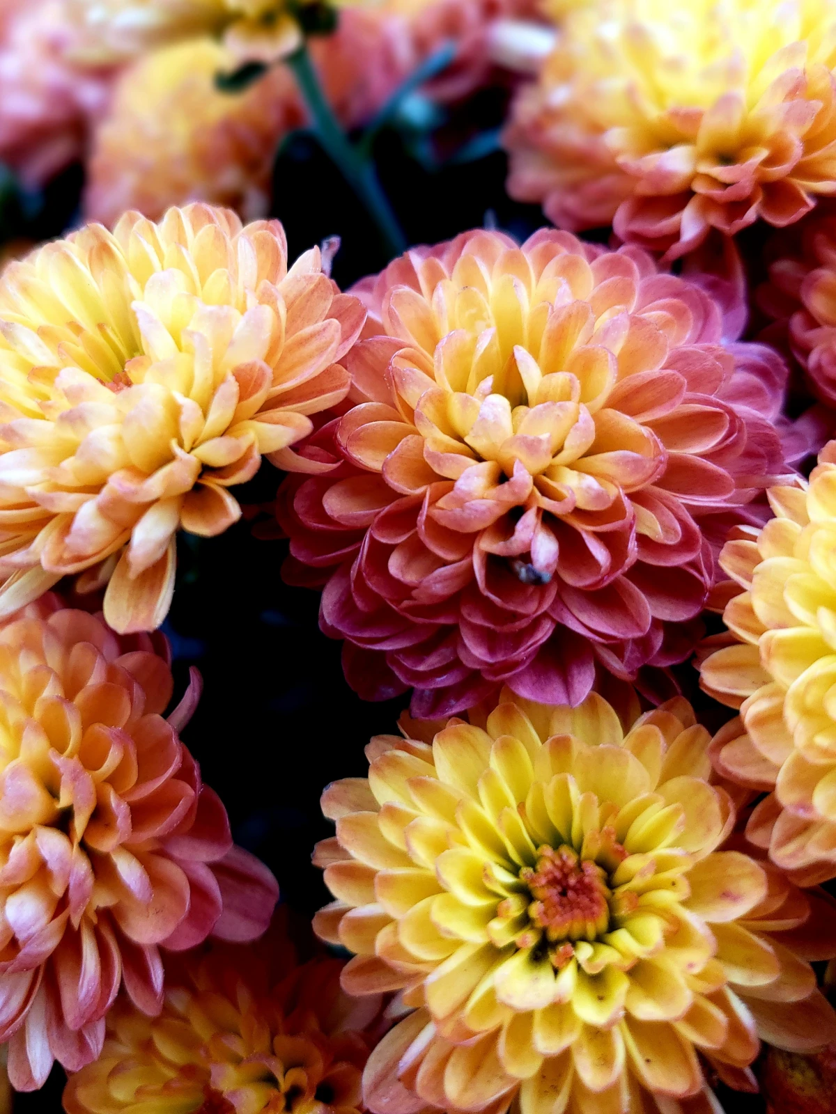 multicolored dahlias in pink and yellow