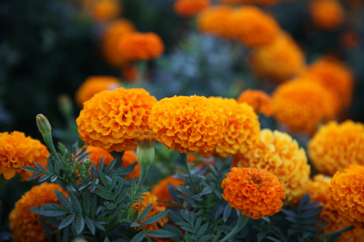 orange bulbs of marigold flower