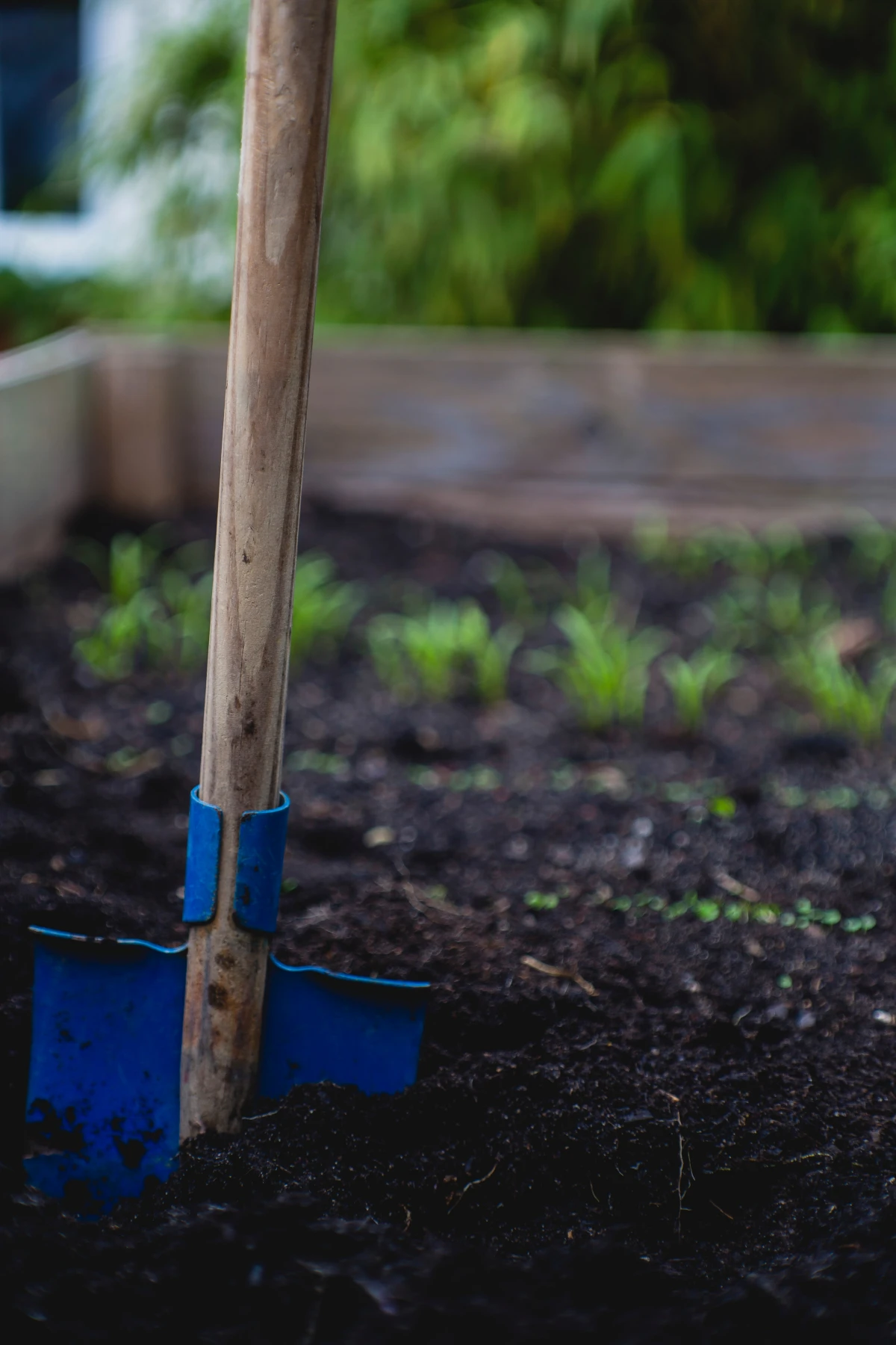 organic gardening blue shovel in soil