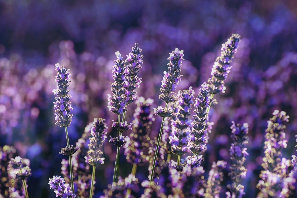 perennial flowers lavender plants in field
