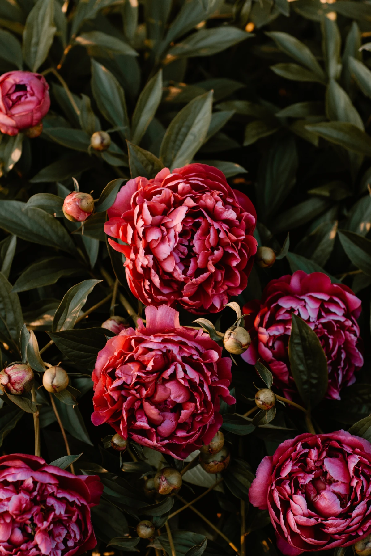 perennial flowers red and pink peonies