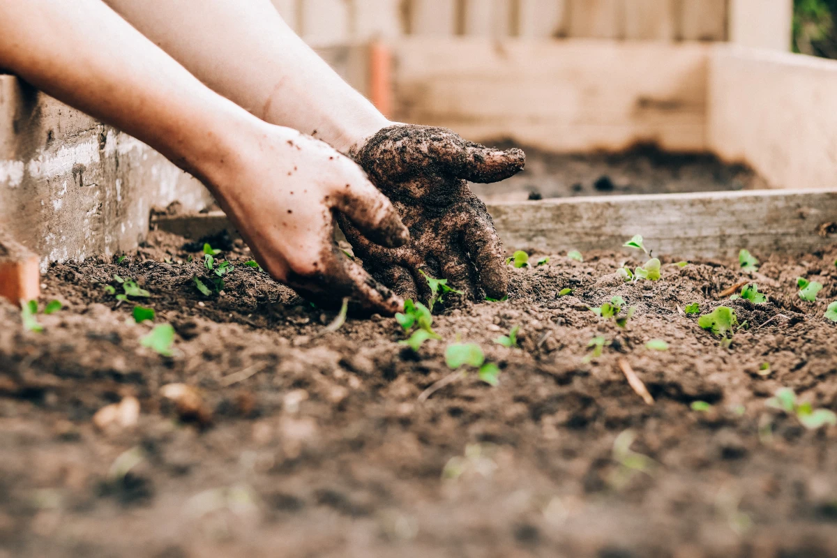 person gardening in soil