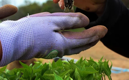 person handing another person seedlings