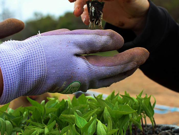 Organic Gardening For Beginners – Everything You Need To Know