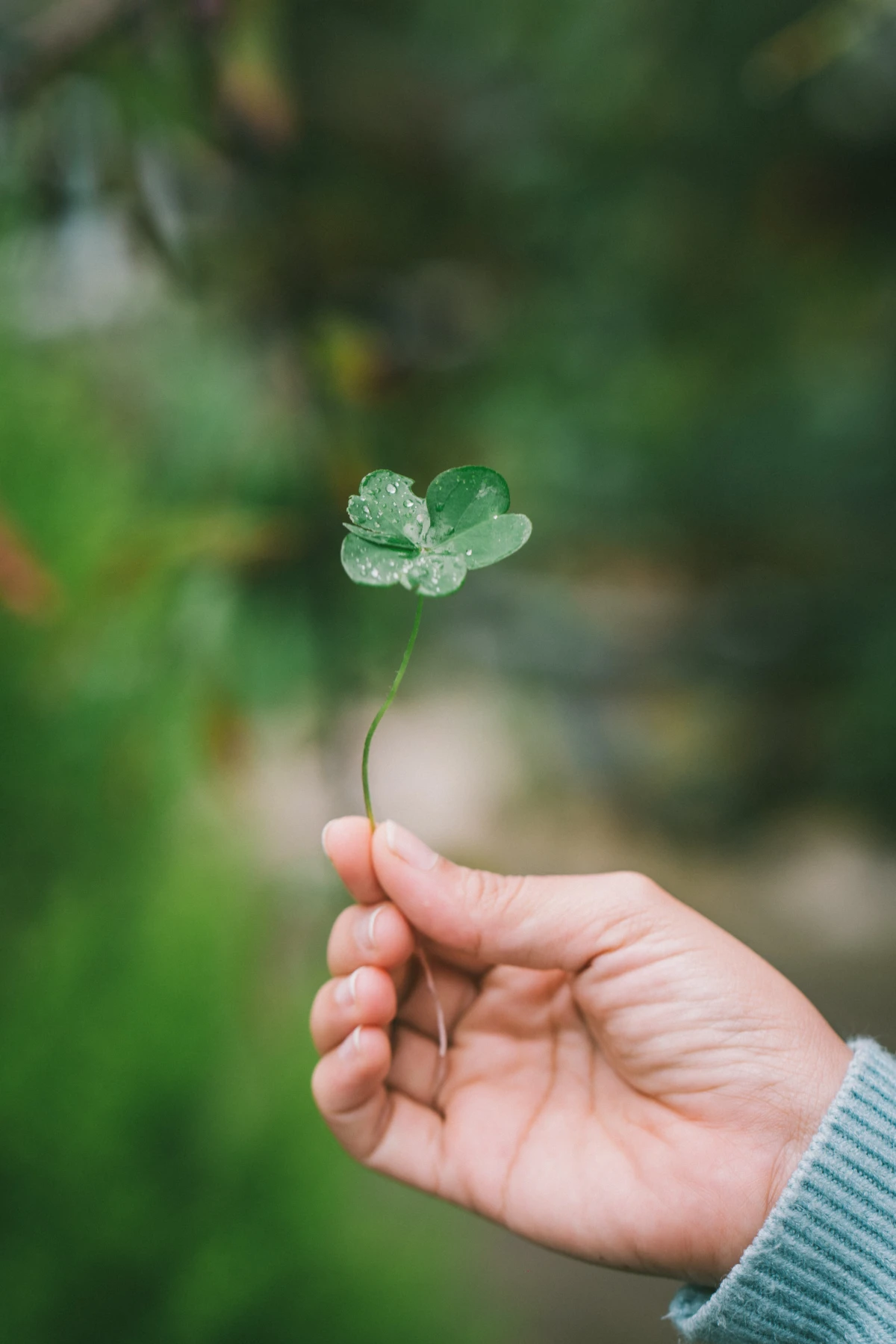 person holding a shamrock