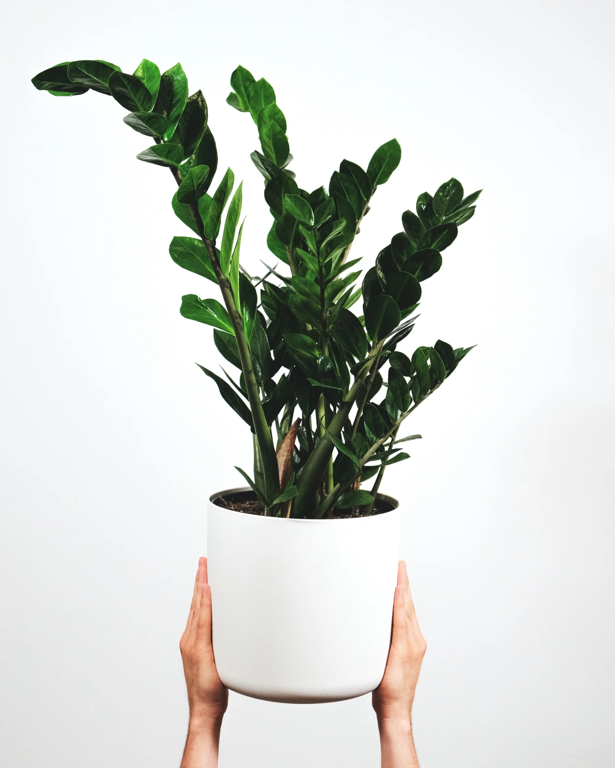 person holding pot of zz plant