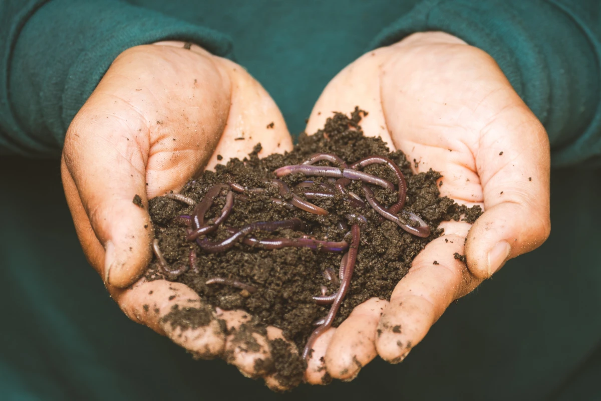 person holding soil filled with worms