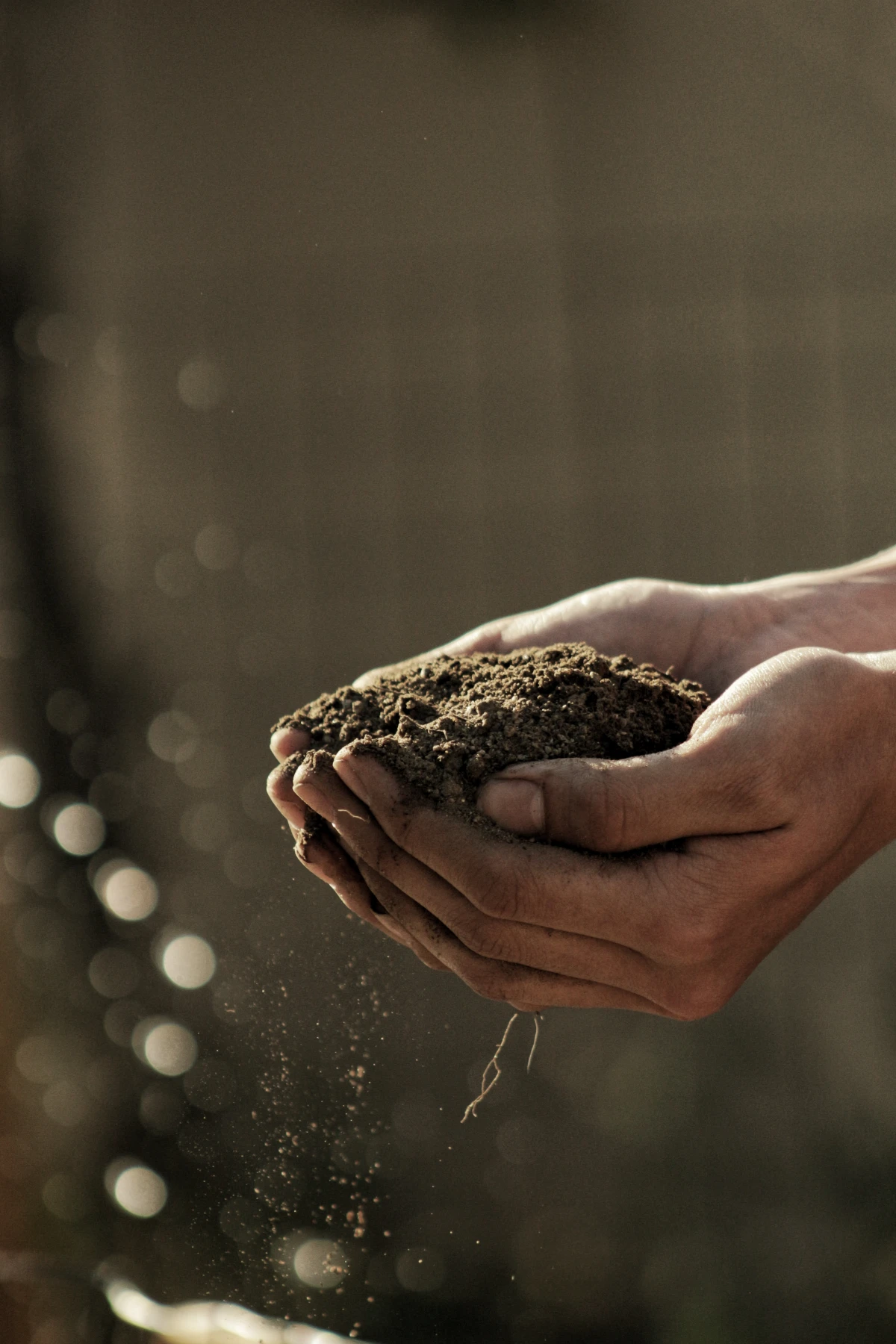 person holding soil in their hands