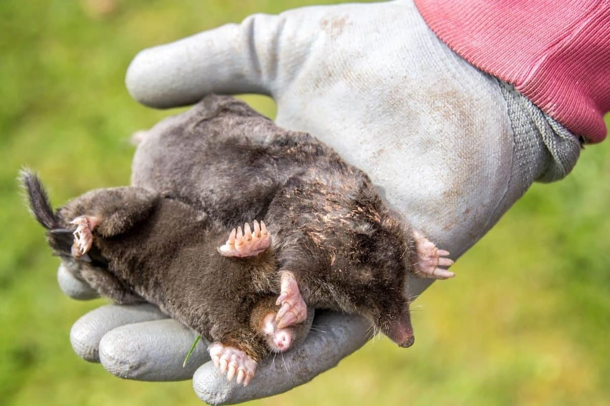 person holding two moles in hand
