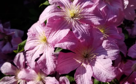 pink clematis flower plant in the sun