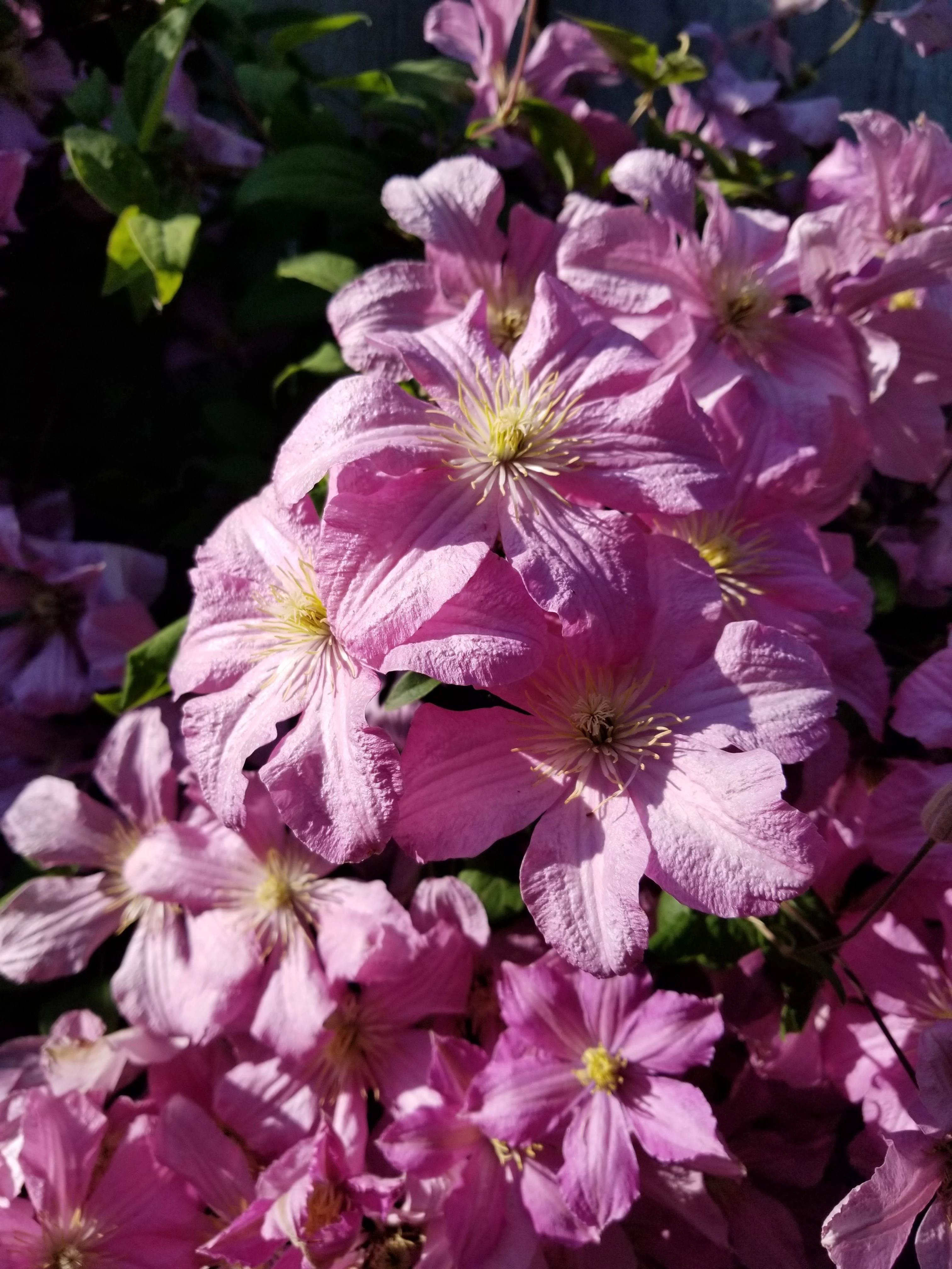pink clematis flower plant in the sun