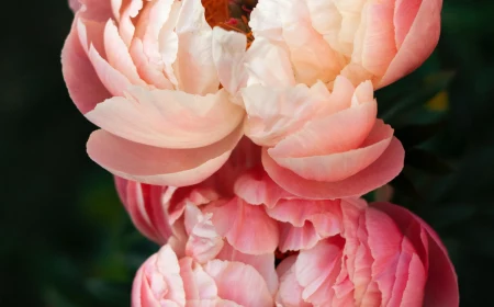 pink peonies blooming in garden