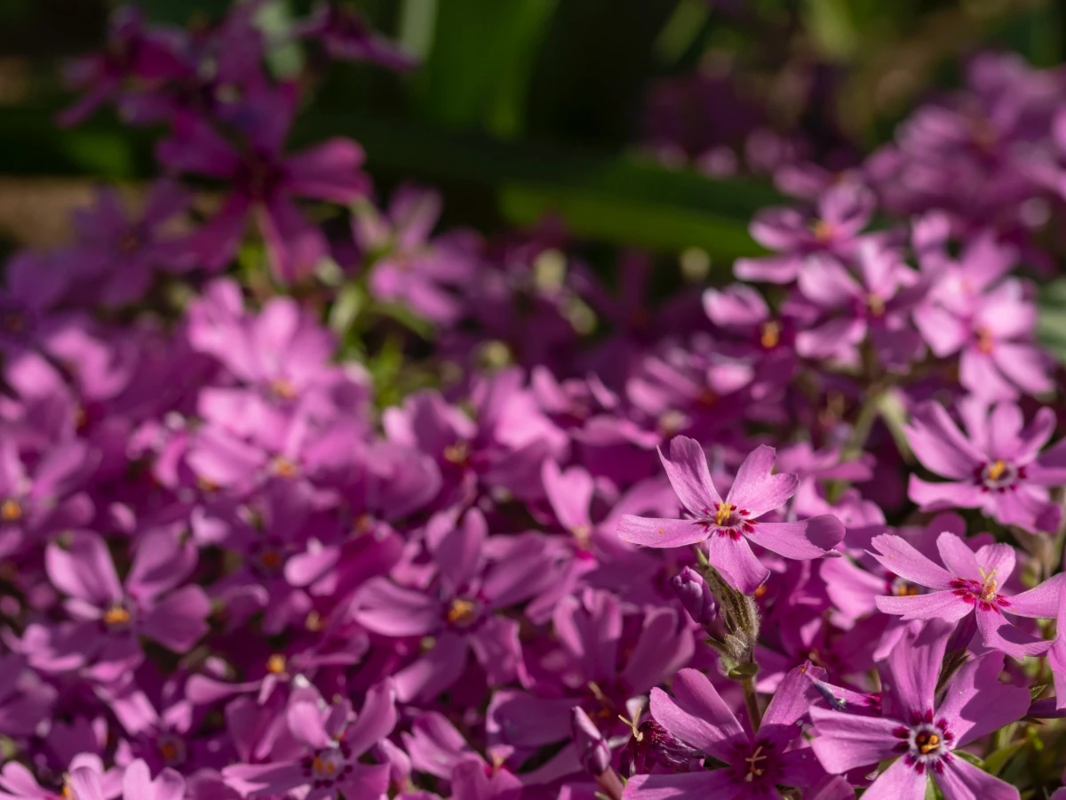 pinkish purple phlox flowers