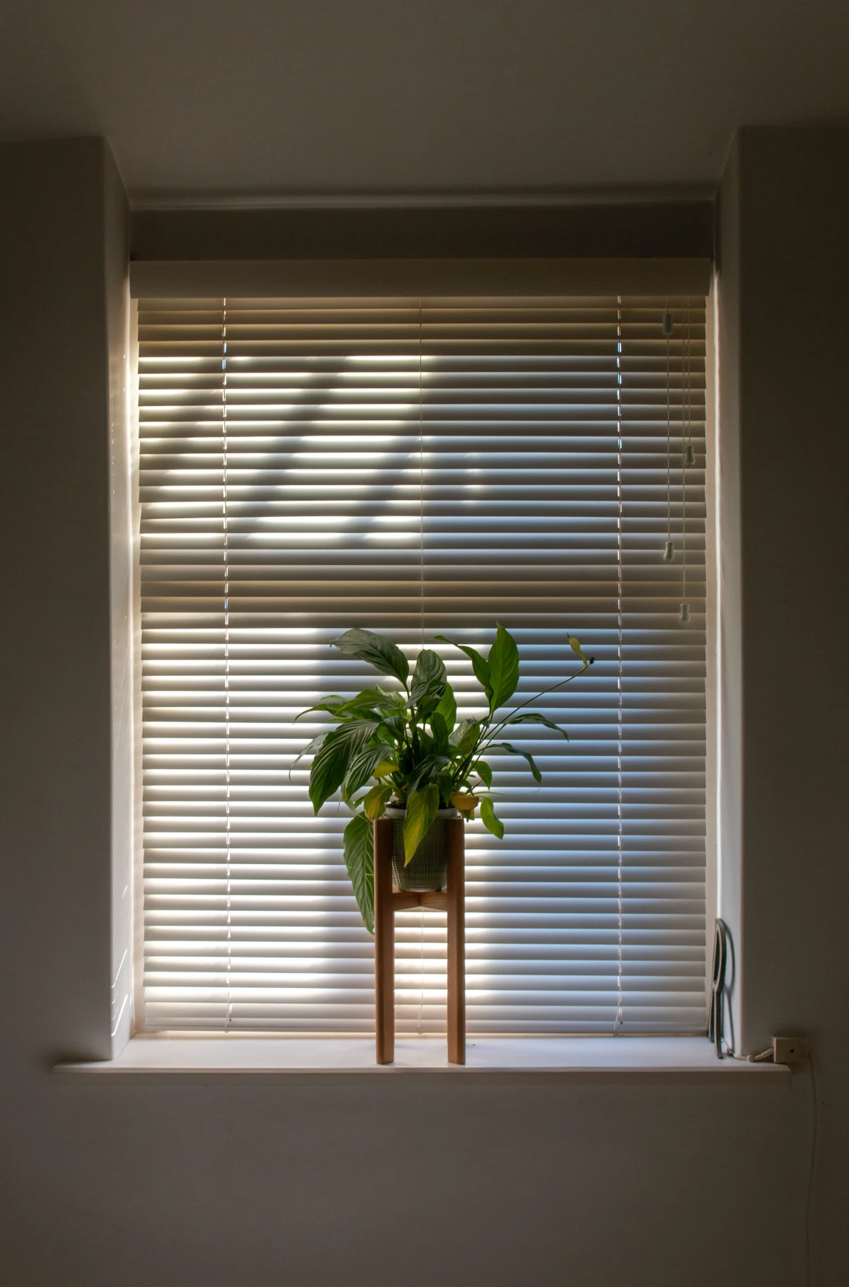 plant in pot in front of window with blinds