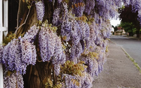 purple dripping wisteria flowers