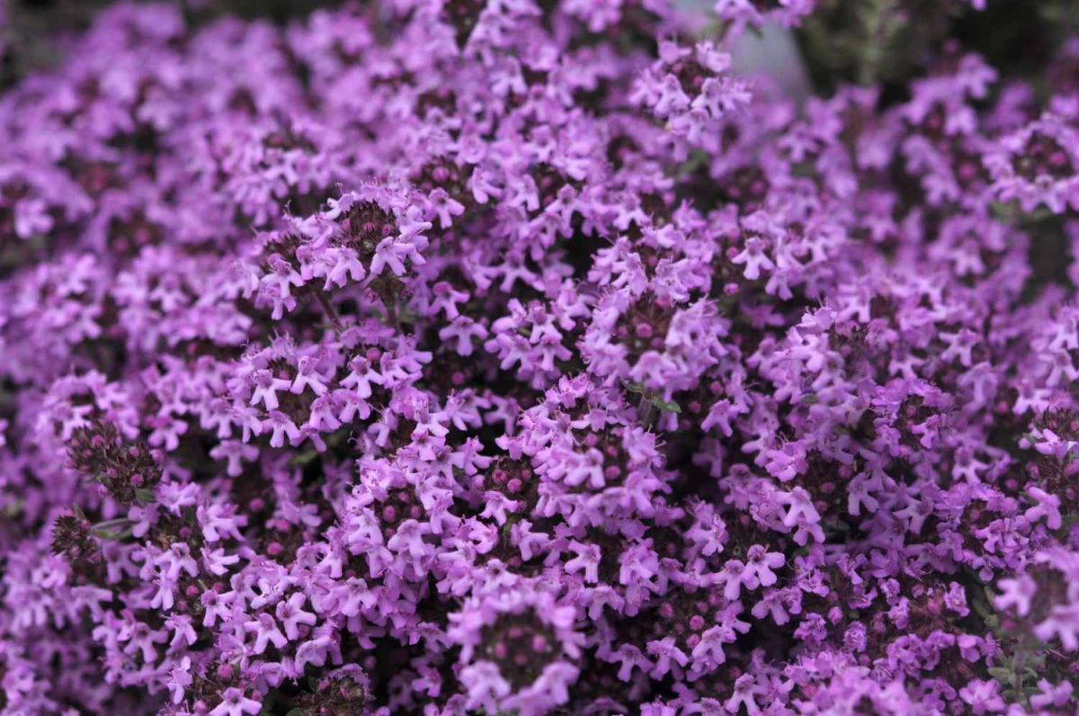 purple pink flowers of creeping thyme