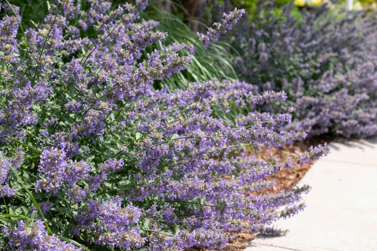 purple spiky flowers in garden