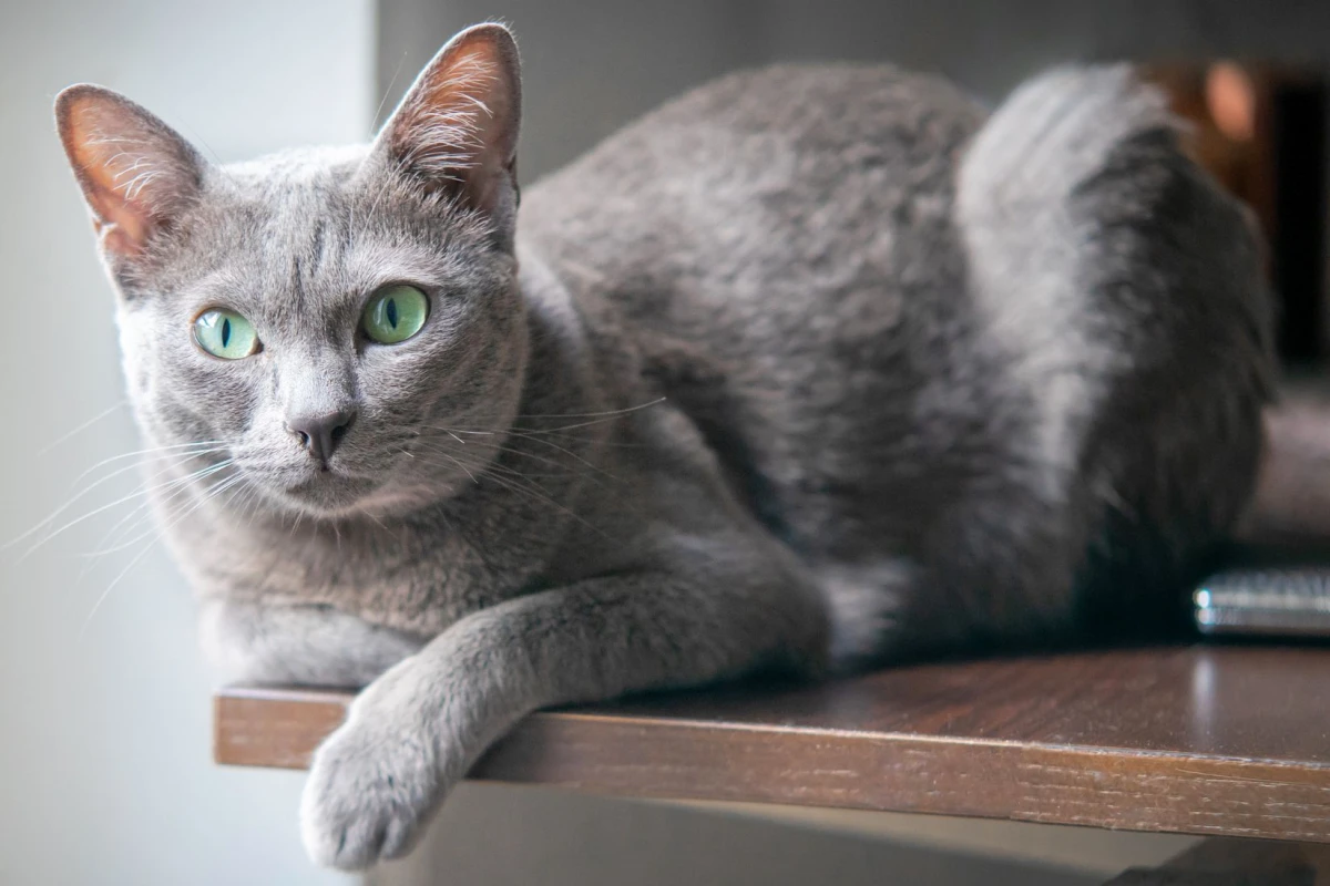 rare cat breeds korat gray and blue cat