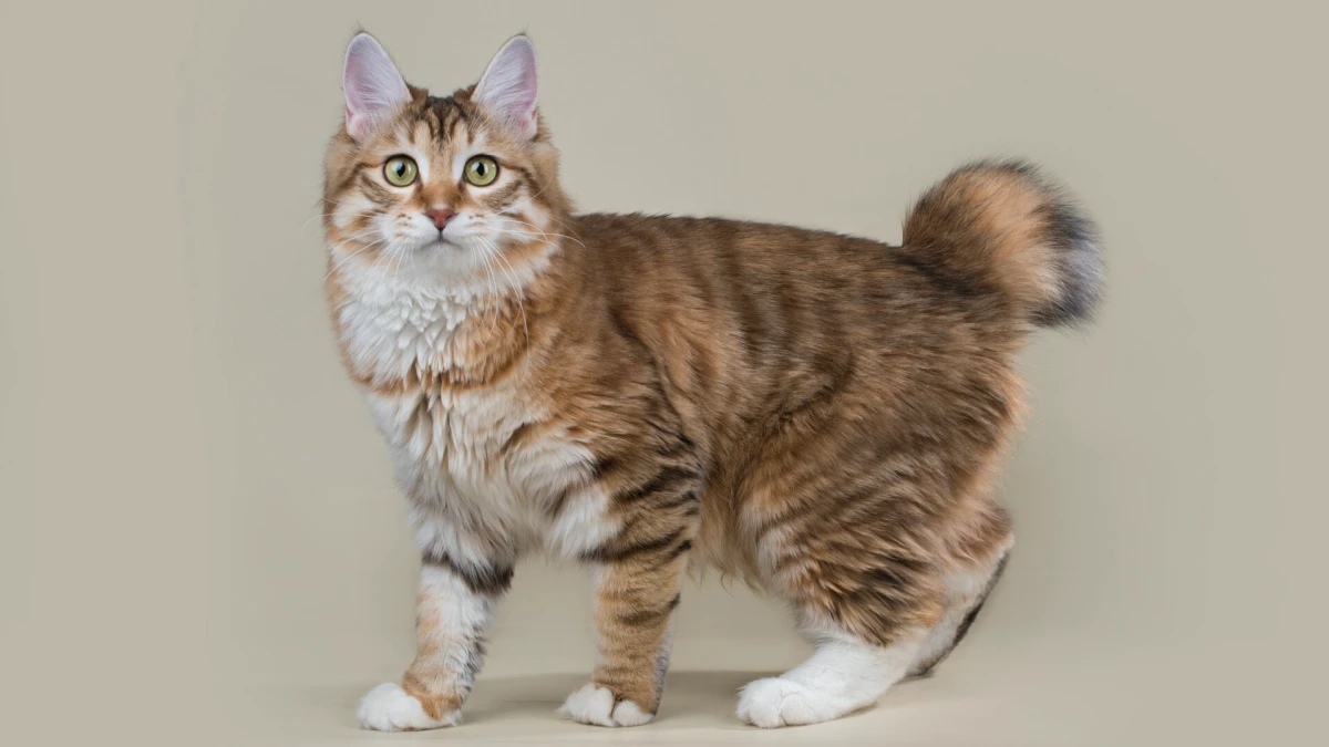 rare cat breeds kurilian bobtail cat
