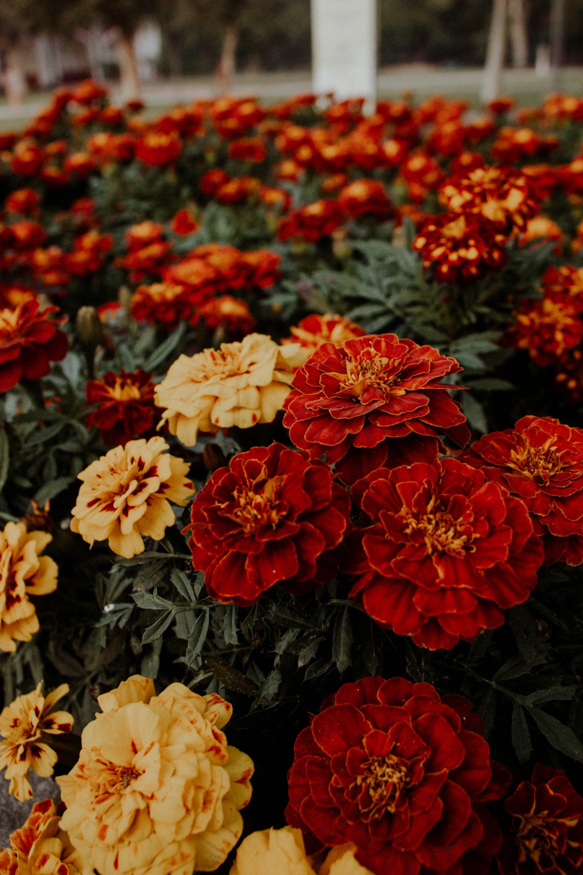 red and orange marigold flowers