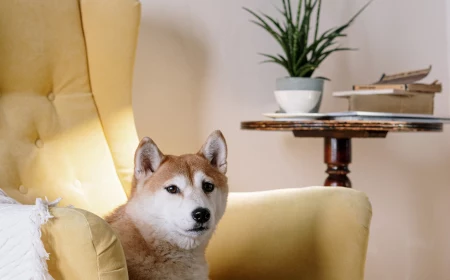 shiba inu chilling on couch