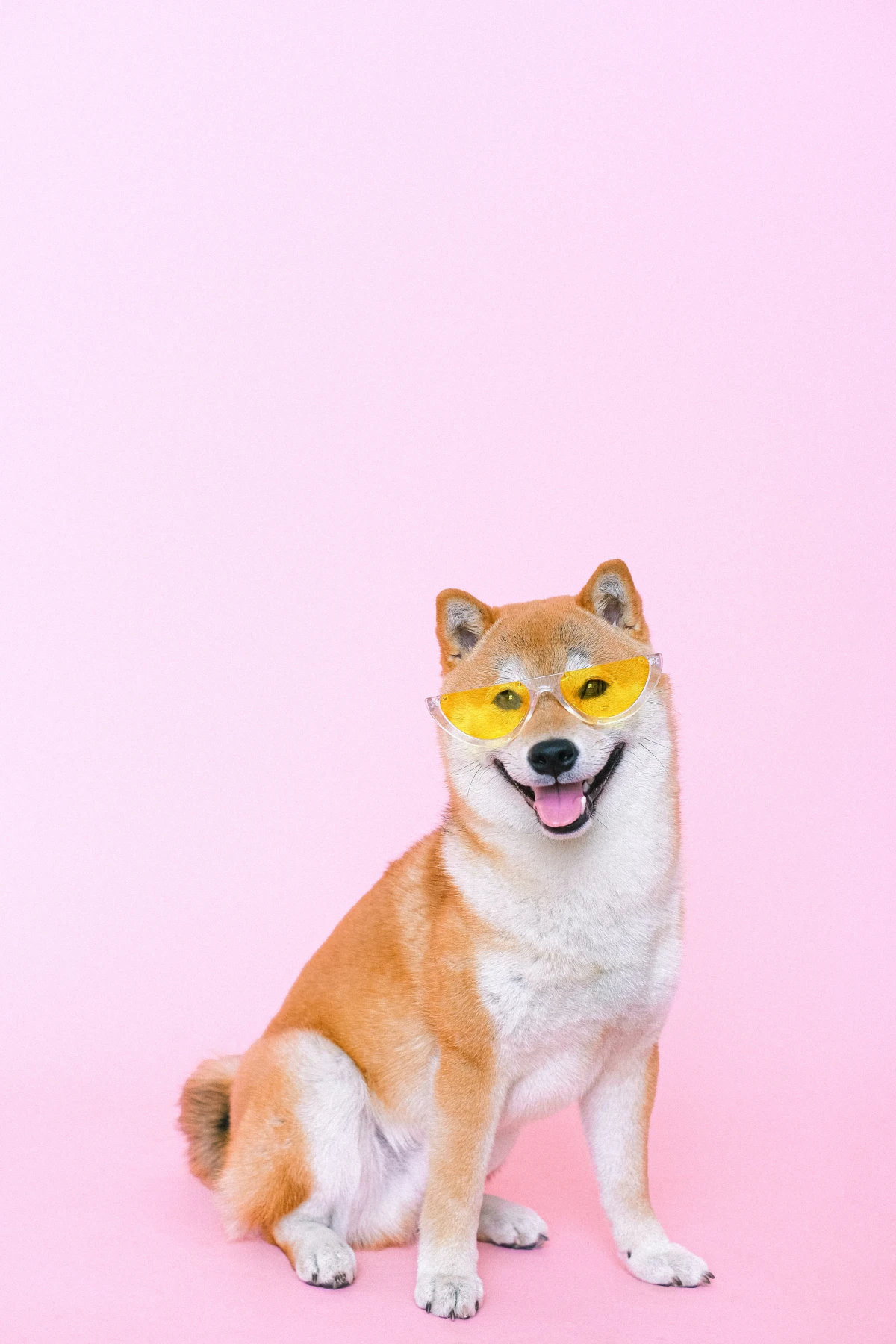 shiba inu dog with yellow glasses on pink backround
