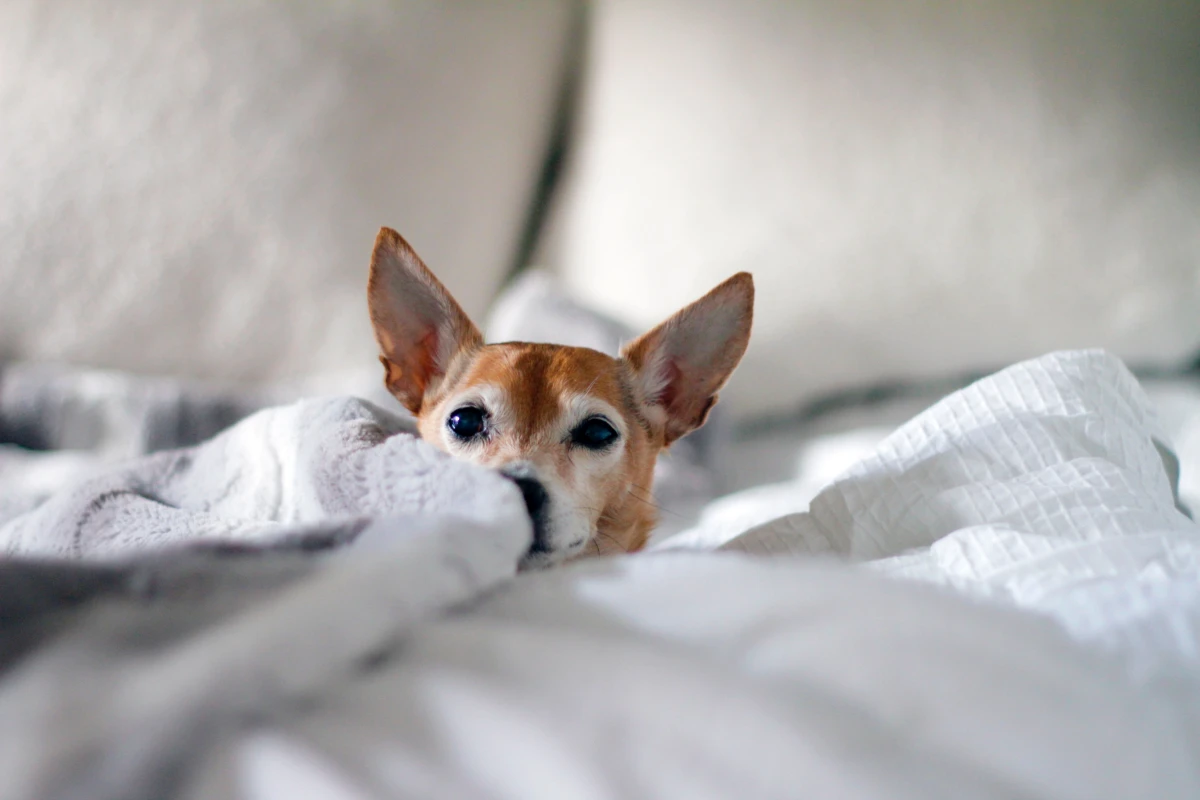 small chihuahua poking through bed sheets